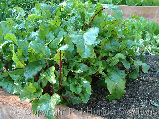 Beetroot bed